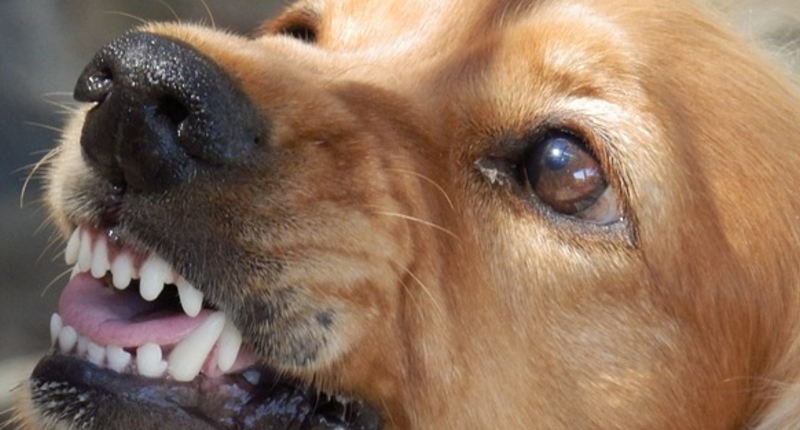 3 zgodnji znaki agresije pri psih